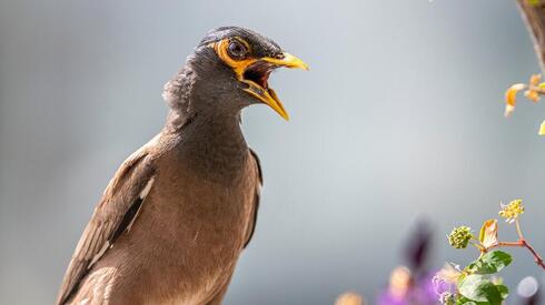 What new research reveals about Israel’s myna