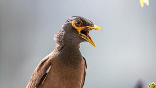 מיינה מצויה