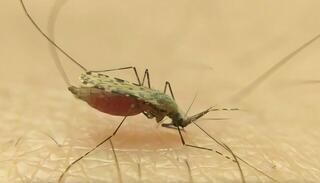 הזן החדש של היתוש מקומפלקס Anopheles gambiae, שאותר בקו החוף של טנזניה
