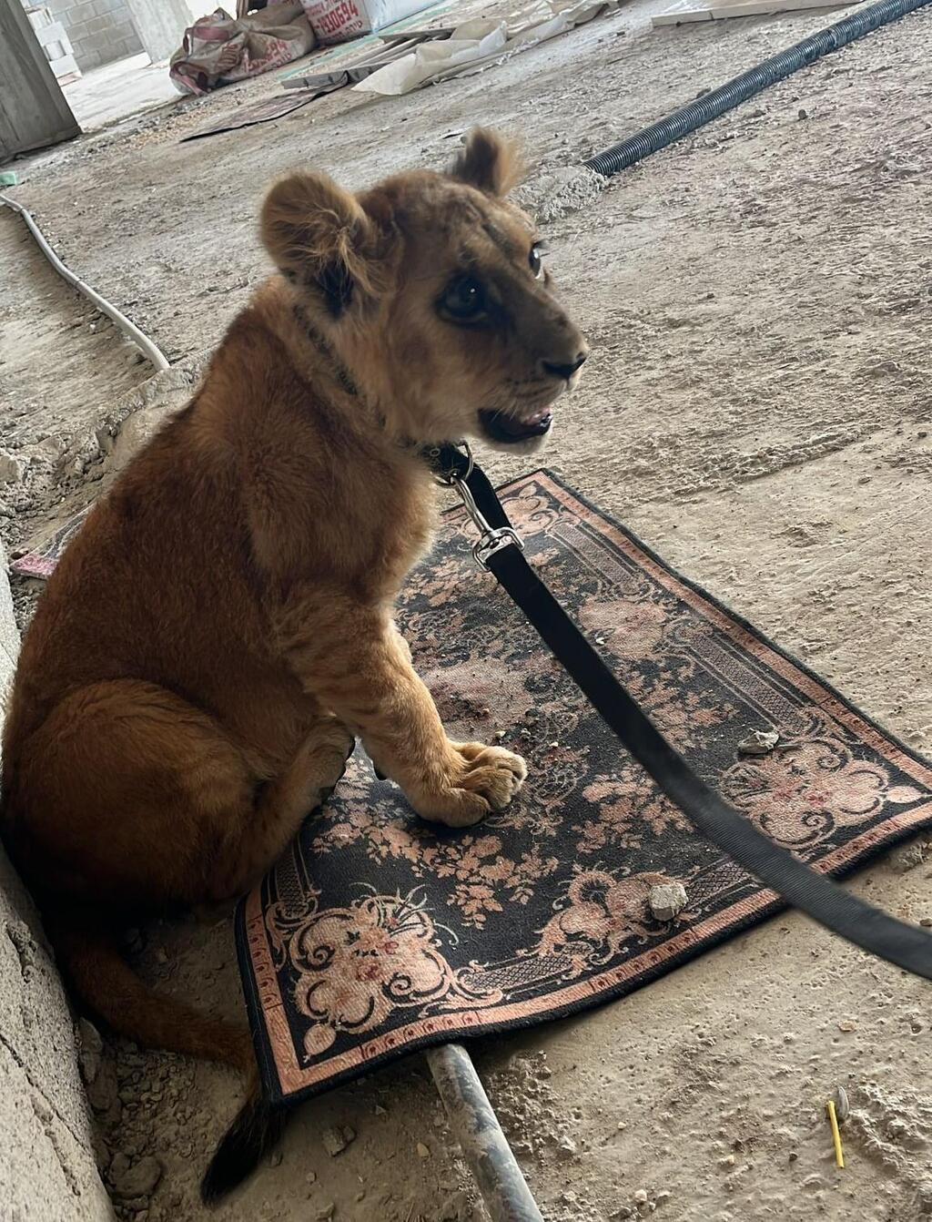 גור האריות הקשור