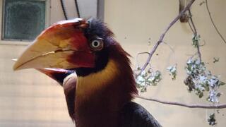 ההורנבילית שנגנבה, והקרן שלה נשברה