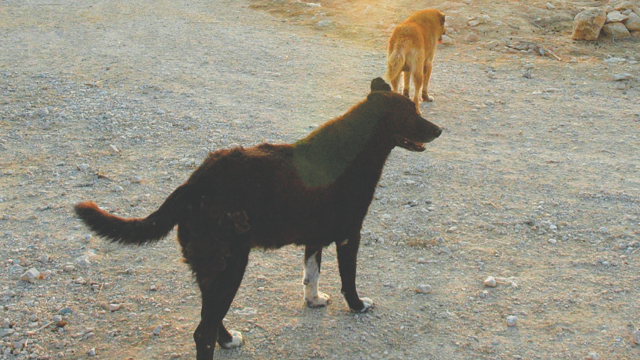 Feral dog packs from Gaza wildlife, communities