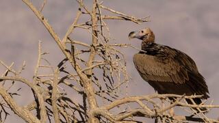 עוזניית הנגב בשמורת חי בר יטבתה, אפריל 2021