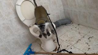 הקוף ה-39 שהתגלה בטובא זנגריה