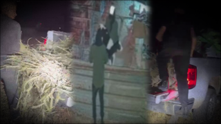 תיעוד: גונבים עגלים בנגב - באין מפריע