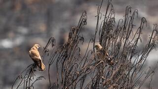 שני בזים על עץ שנשרף