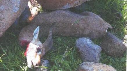 צבי ארץ-ישראלי, אותו צד אדהם אבו זיידאן