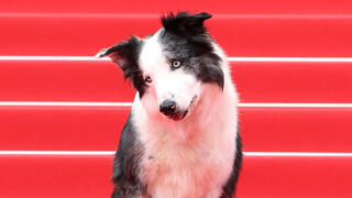 הכלב מסי על השטיח האדום