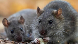 חולדת החוף חולדת החוף