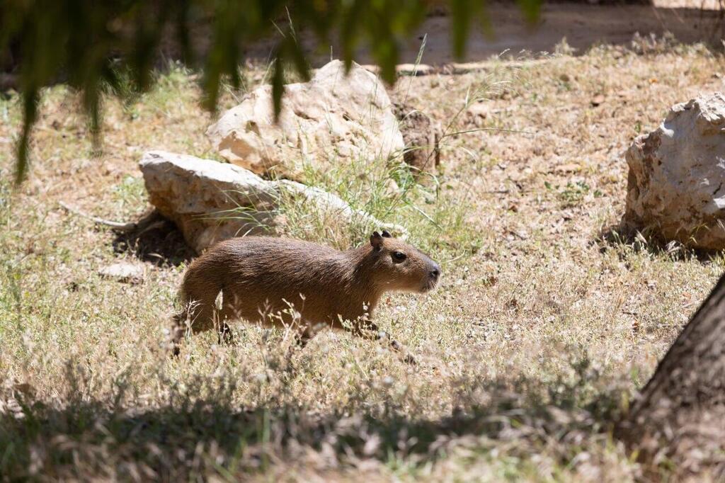 הקפיברה מסתגל לחיים ברמת גן (צילום: עוז מועלם) הקפיברה מסתגל לחיים ברמת גן