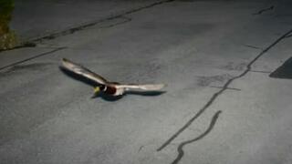 הברווז כפי שתועד במכמונות