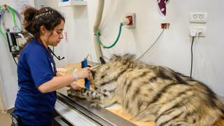 למרבה הצער, הצבועה לא שרדה