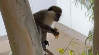 מרדף אחרי קוף באשדוד