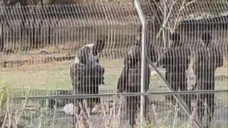 אזרח זר נתפס סמוך לקיבוץ שער הגולן