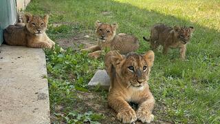 מנוחת צהריים ב