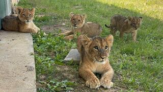 מנוחת צהריים ב