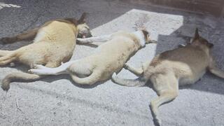 שלושת הכלבים שהורעלו