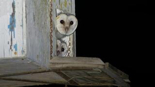 תנשמת בתיבת קינון