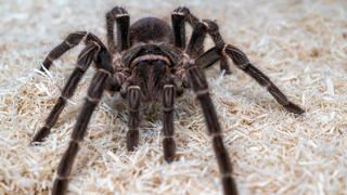 טרנטולה פינק סלמון ברזילאית