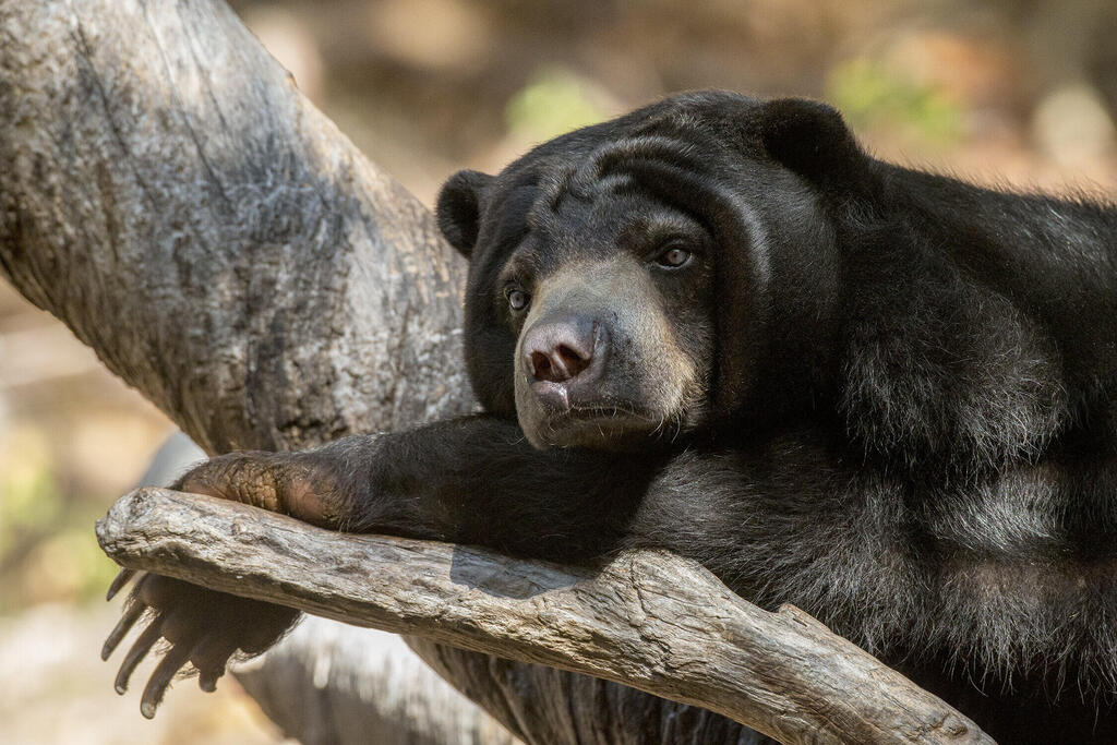 דוב מלאי בגן החיות של סן דייגו (צילום: San Diego Zoo Wildlife Alliance) דוב מלאי בגן החיות של סן דייגו