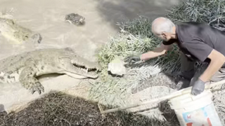 האכלת תנינים בחמת גדר