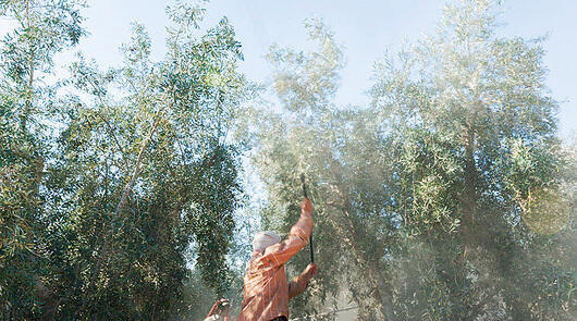 ההדפס "מלקות" של לנדאו. "כל עץ הוא עץ מריבה" yk14384460