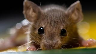 עכבר שנלכד במלכודת דבק