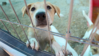 כלב שמחכה לאימוץ