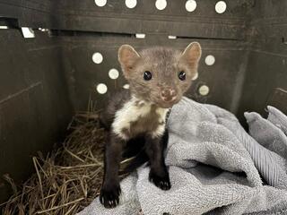 מתאושש. דלק הסלעים הפצוע