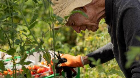 Volunteers saving Israel's farms one row at a time