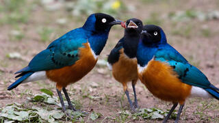 עוזרים לגדל גוזלים של מישהו אחר. שני זהרירים הדורים בוגרים ואחד צעיר 