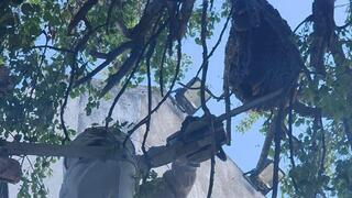 מורידים את הכוורת