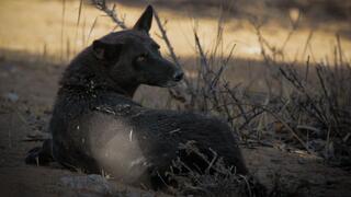 ציעוד נדיר בנגב