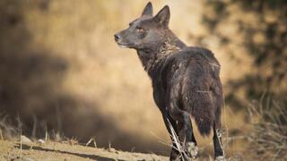 כלב, תן או הכלאה? המומחים עוד בודקים