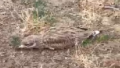 הכרוון המצוי שחולץ ממחסן הגינון של מכללת סמינר הקיבוצים, רגע לפני שעף לחופשי