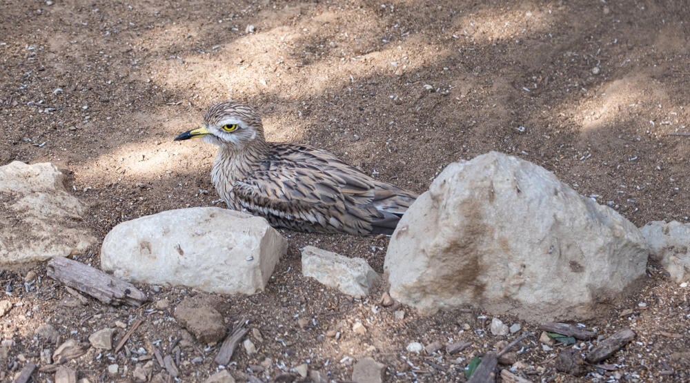 כרוון מצוי (צילום: Lerner Vadim/Shutterstock) כרוון מצוי