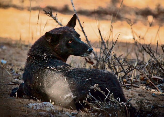 צילום: יונתן סיקולר yk14396781