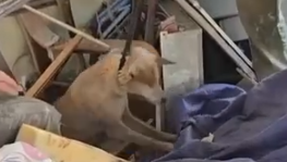 חילוץ הכלב צביקה
