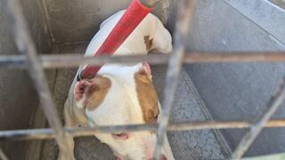 הכלב שנשך פעוטה למוות