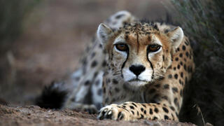 ברדלס אסייתי