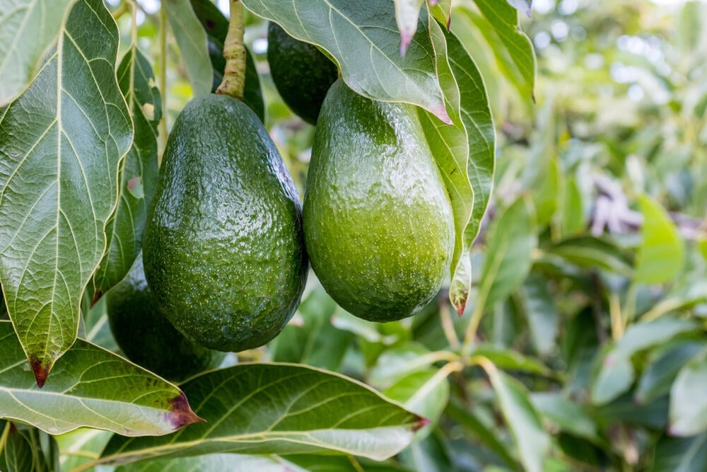אבוקדו האס, זן האבוקדו הנפוץ בעולם (צילום: bmphotographer/Shutterstock) אבוקדו האס, זן האבוקדו הנפוץ בעולם