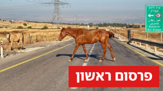 סוסים דוהרים משוחררים בכביש