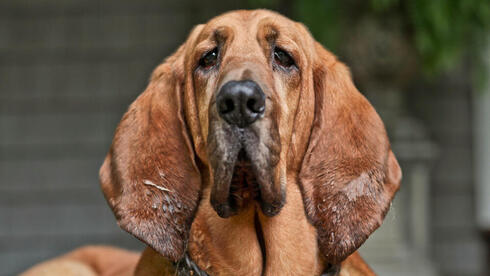 The dog breeds that are hardest to train