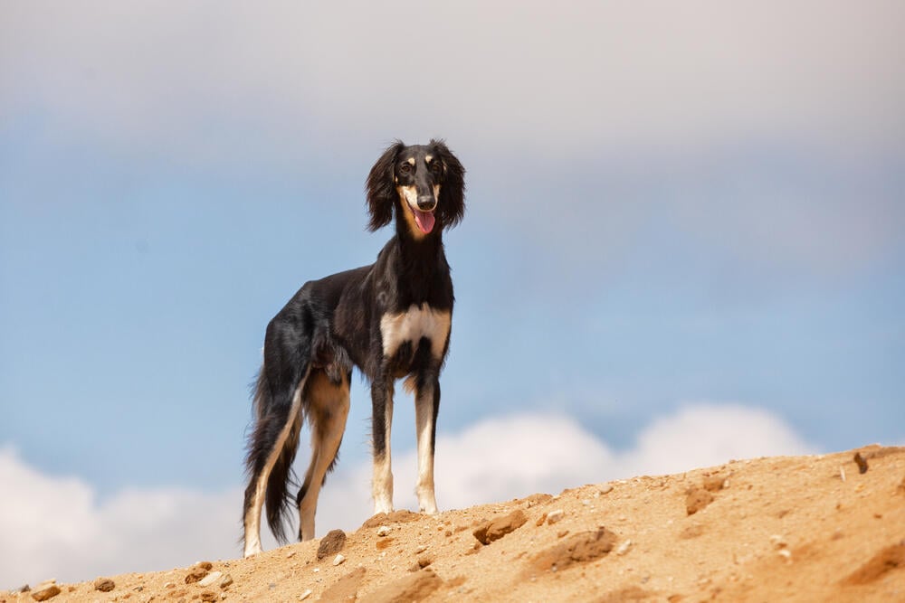 סלוקי (צילום: Natalia Fedosova/Shutterstock) סלוקי