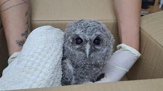 הגוזל שהתאושש