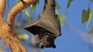 עטלף מסוג שועל מעופף שחור