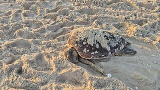 הפגר של צבת הים