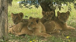 ביבס, אורי, ארנון ויהלום