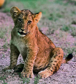 יהלום yk14430094