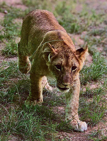 ארנון yk14430095